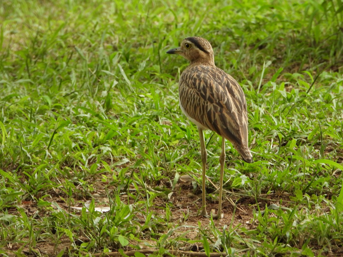 Double-striped Thick-knee - ML620771177