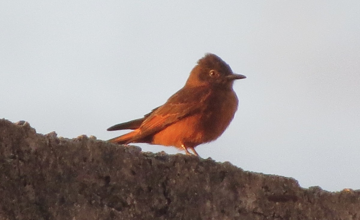 Cliff Flycatcher - ML620771180