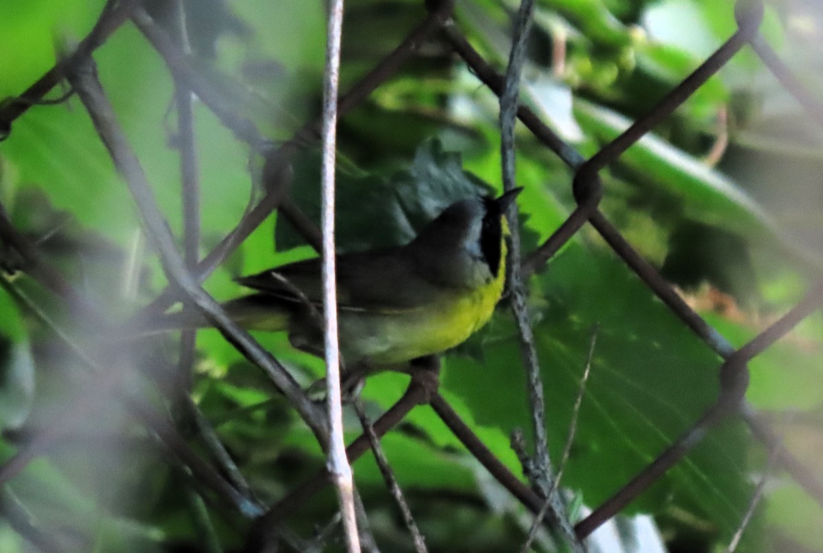 Common Yellowthroat - ML620771181