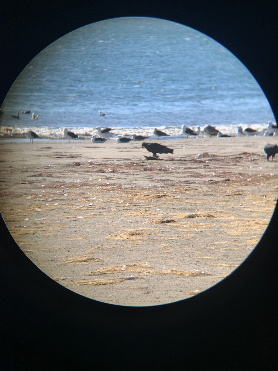 Turkey Vulture - ML620771182