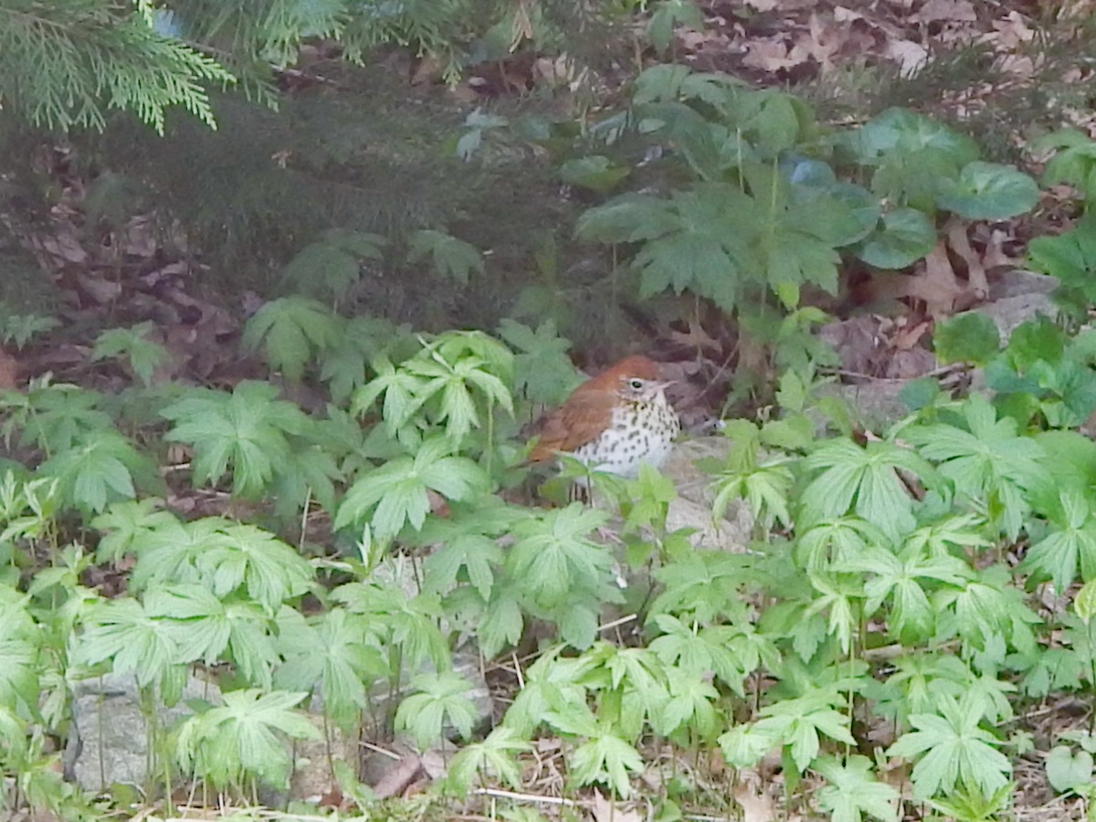 Wood Thrush - ML620771184