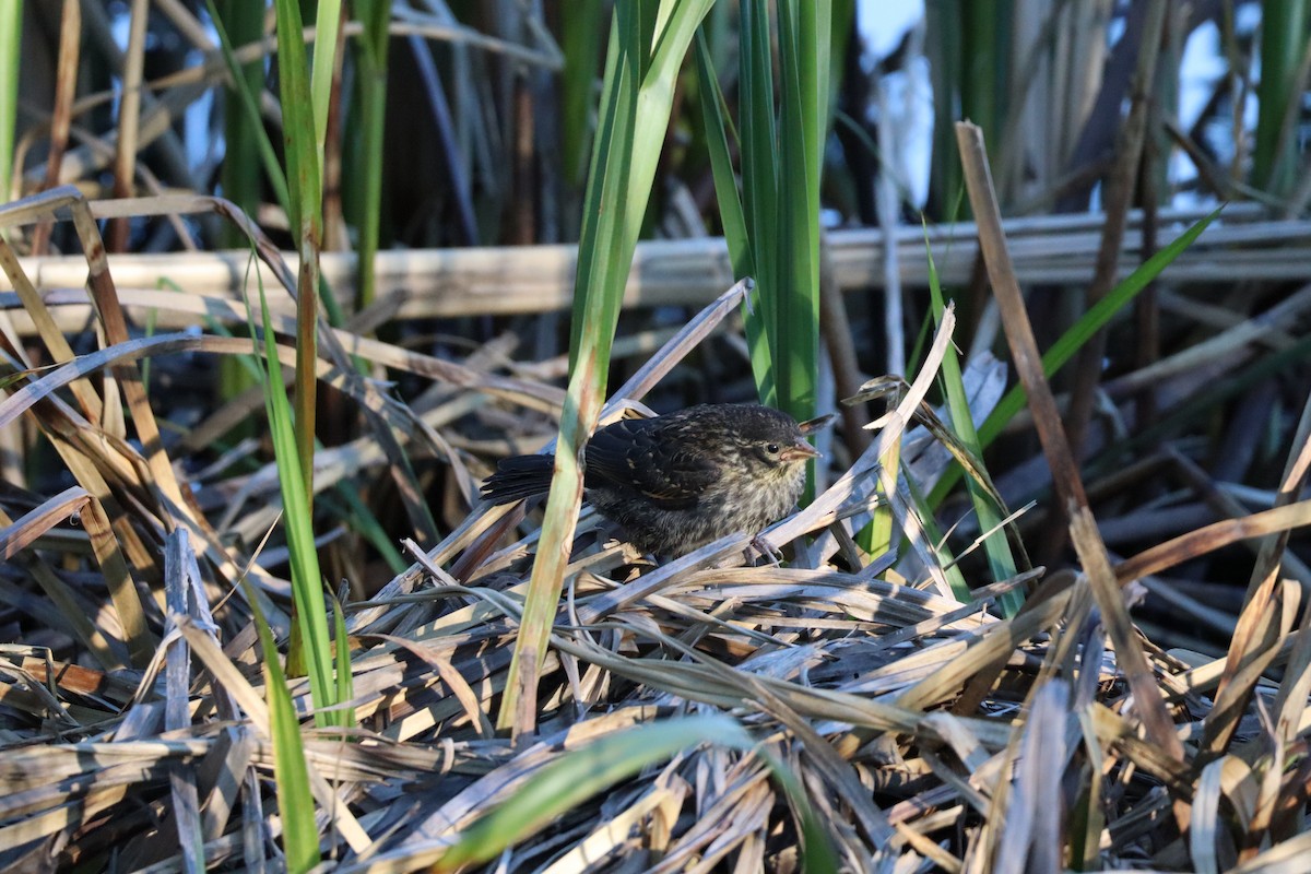 Red-winged Blackbird - ML620771188