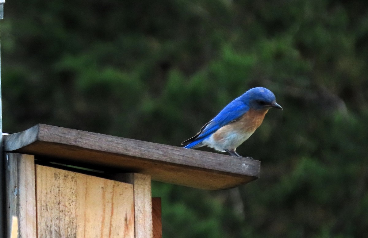 Eastern Bluebird - ML620771189