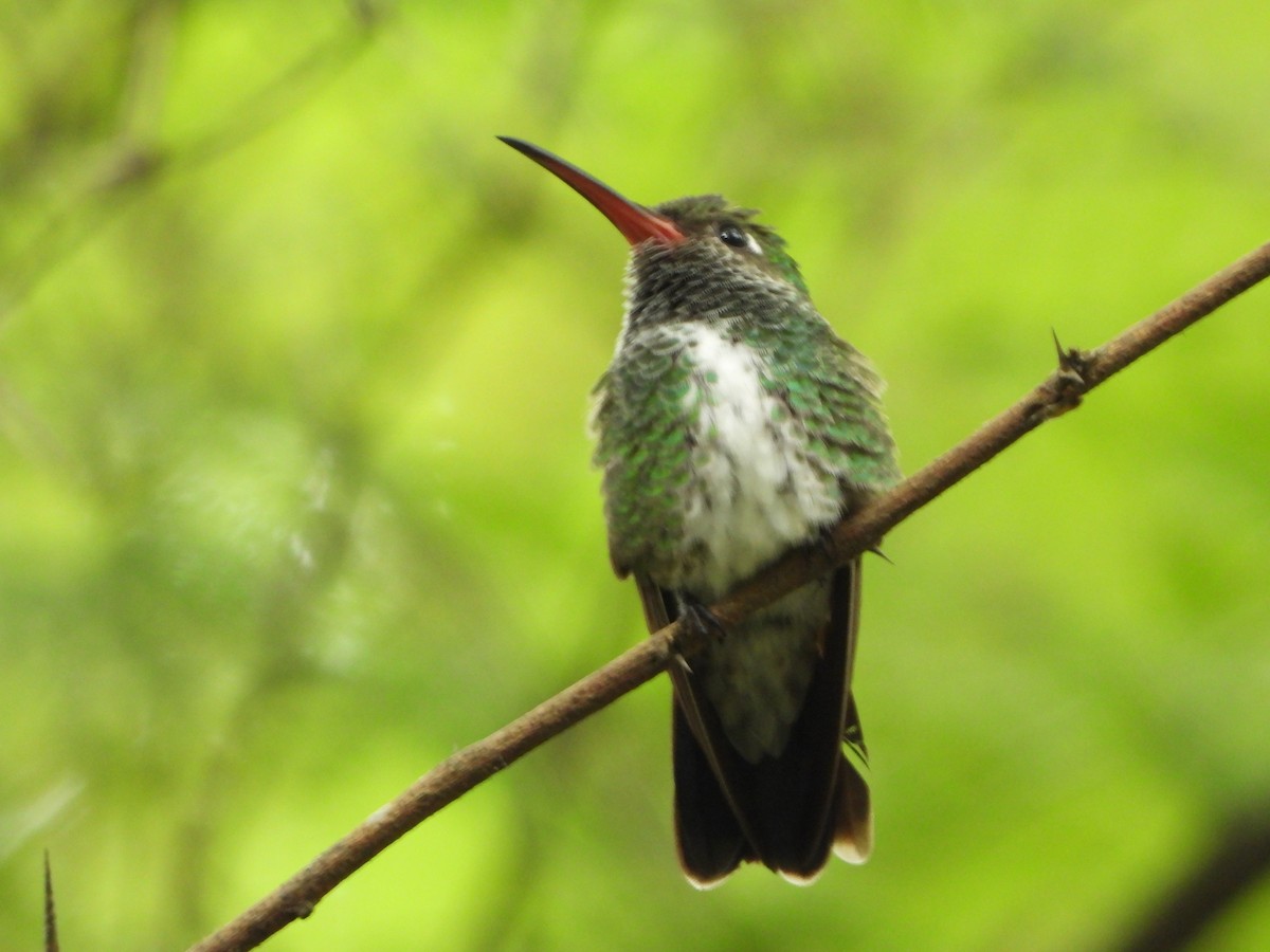 Glittering-throated Emerald - ML620771190