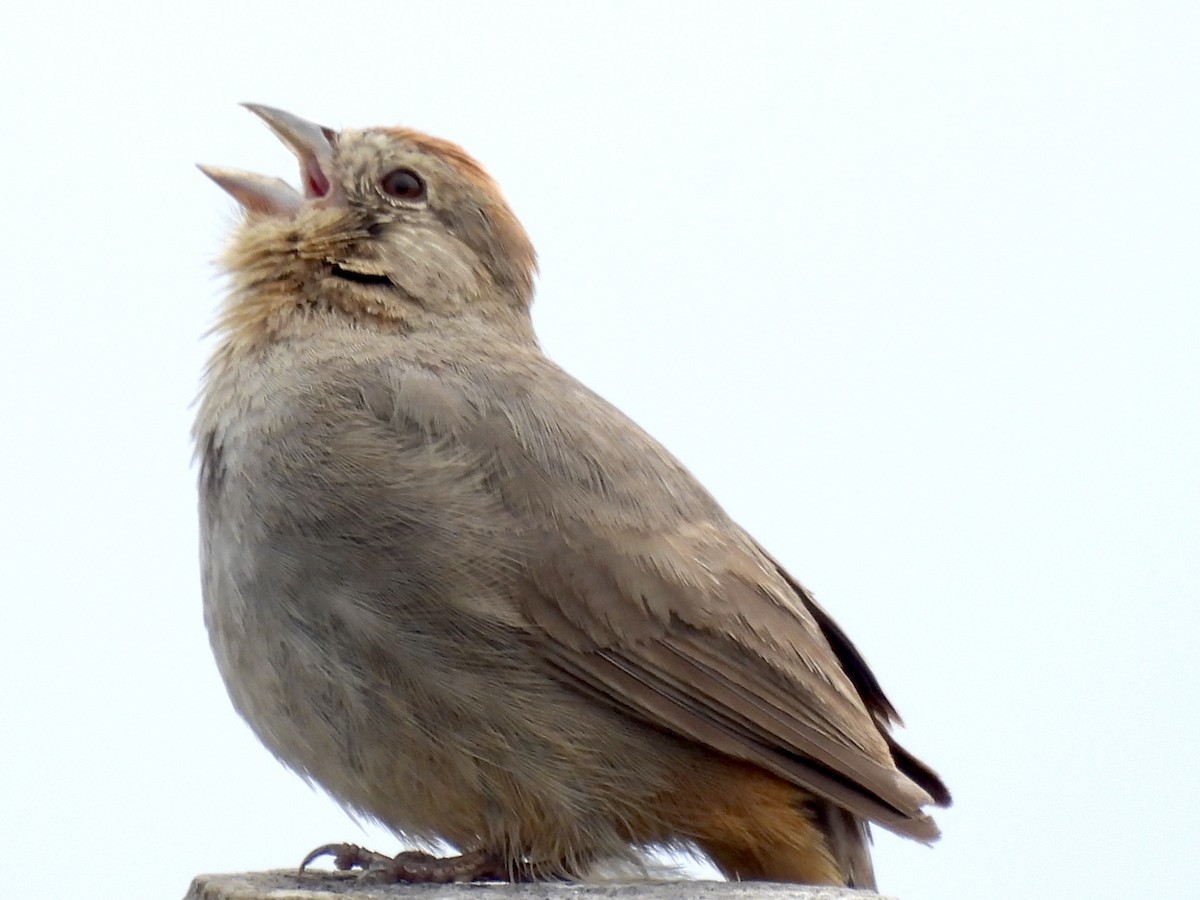 Canyon Towhee - ML620771193