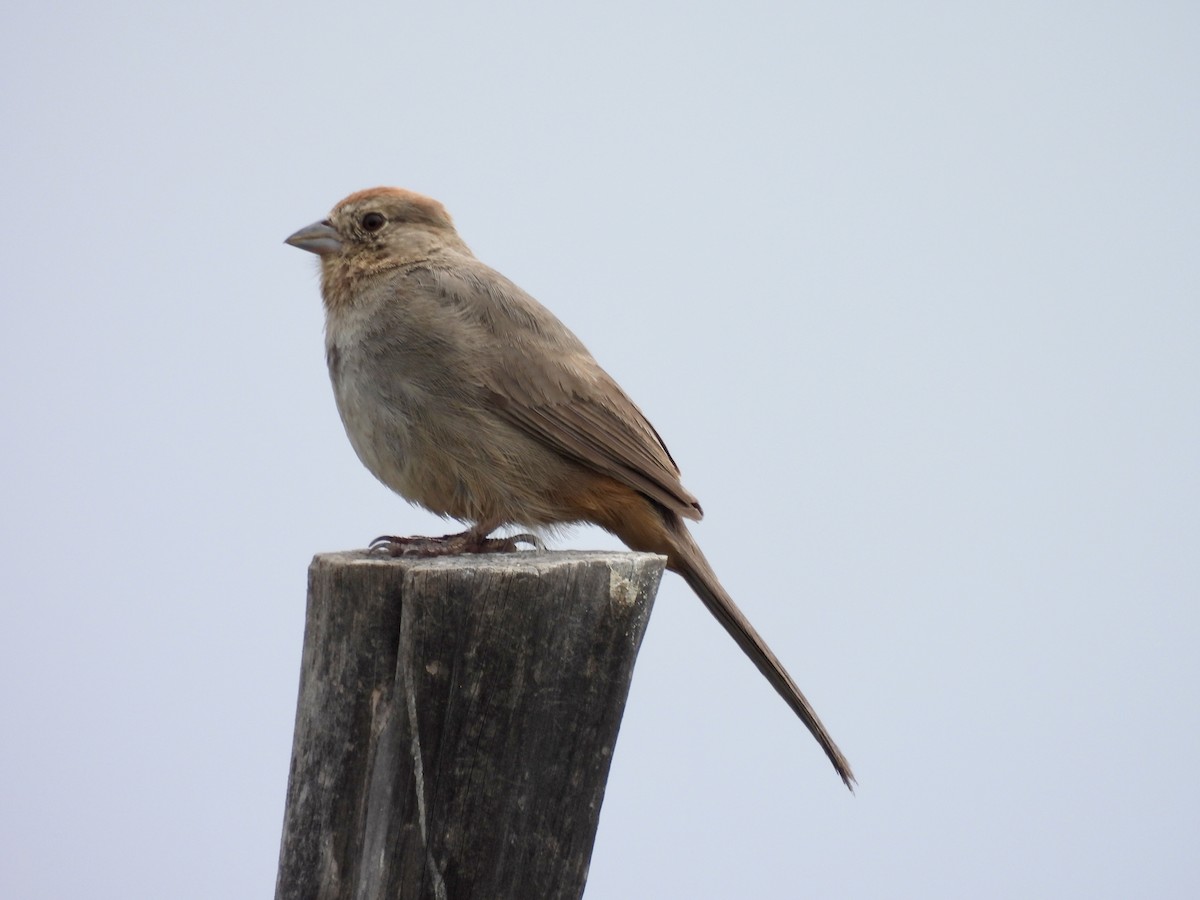 Canyon Towhee - ML620771194