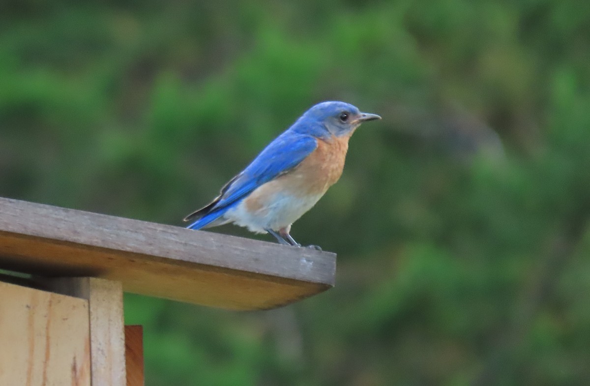 Eastern Bluebird - ML620771195