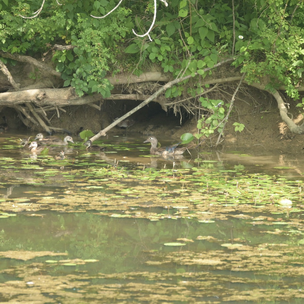 Wood Duck - ML620771196