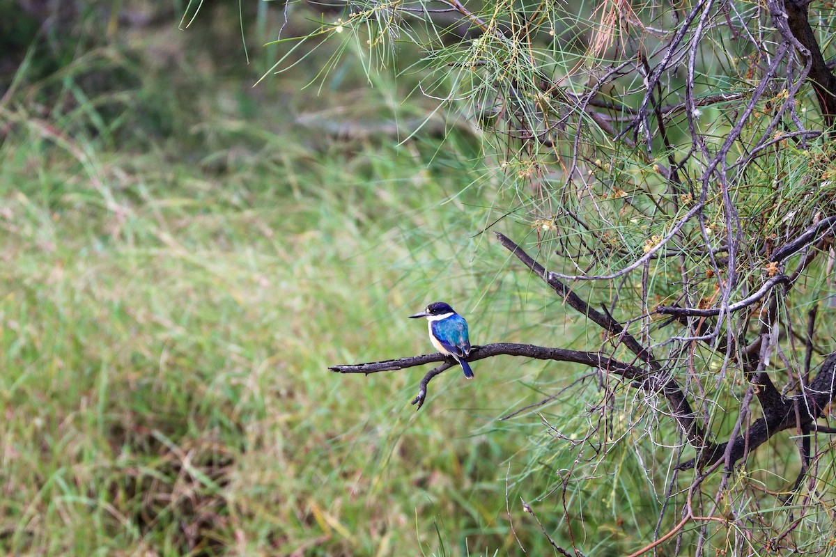 Forest Kingfisher - ML620771197