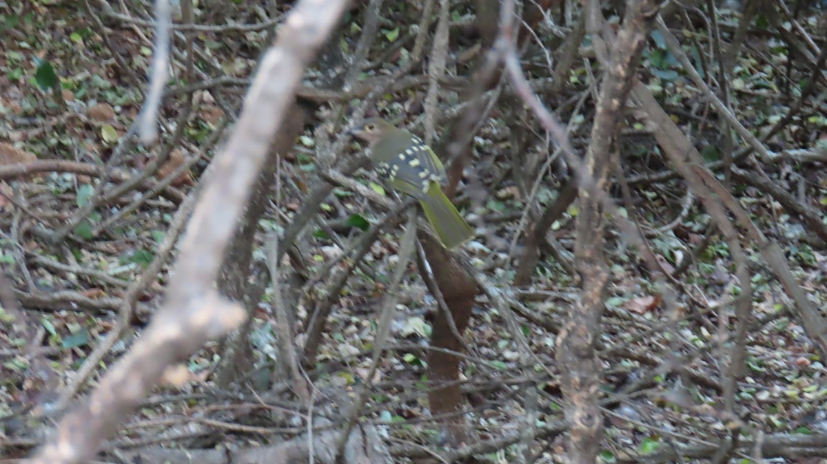 Nicator à tête brune - ML620771204