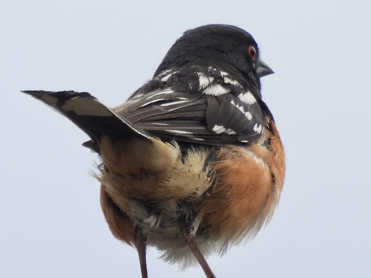 Spotted Towhee - ML620771209