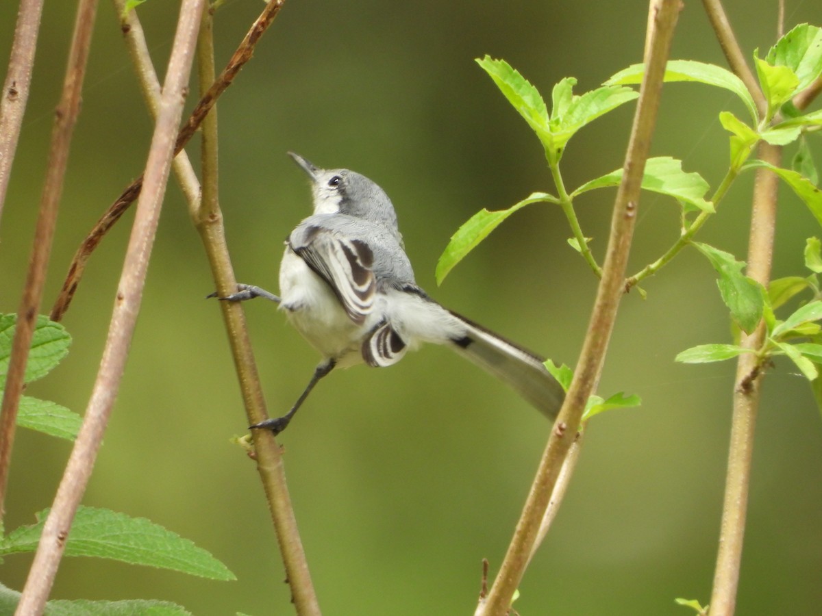 Tropical Gnatcatcher - ML620771215