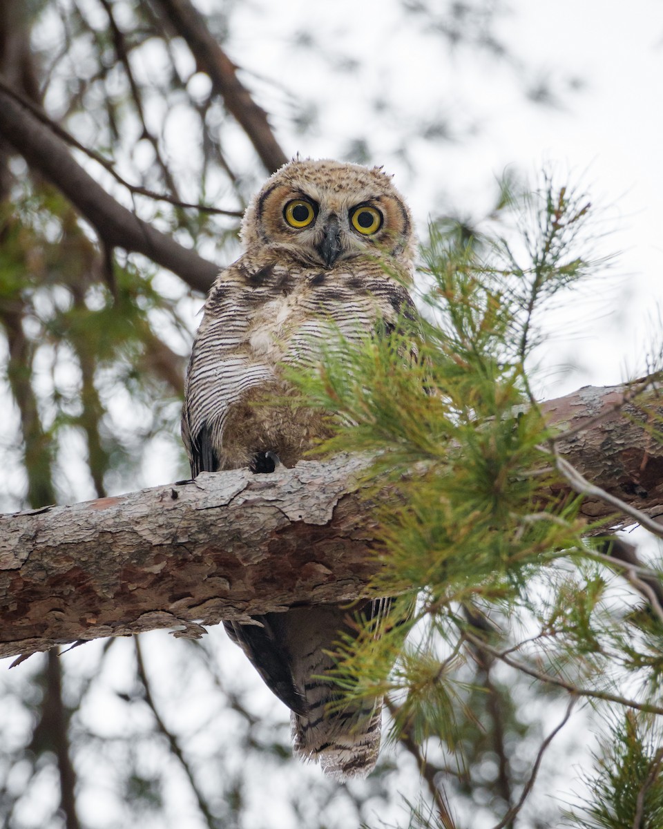 Great Horned Owl - ML620771218