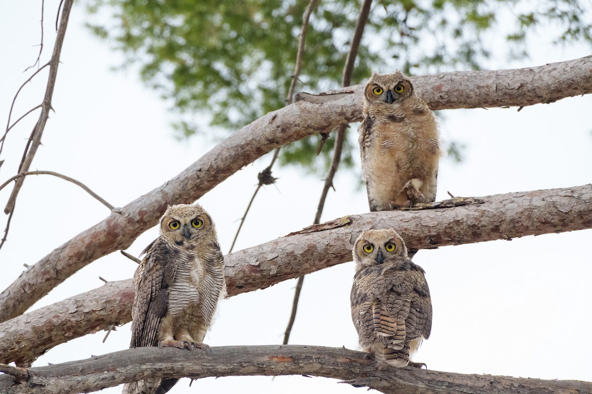 Great Horned Owl - ML620771219