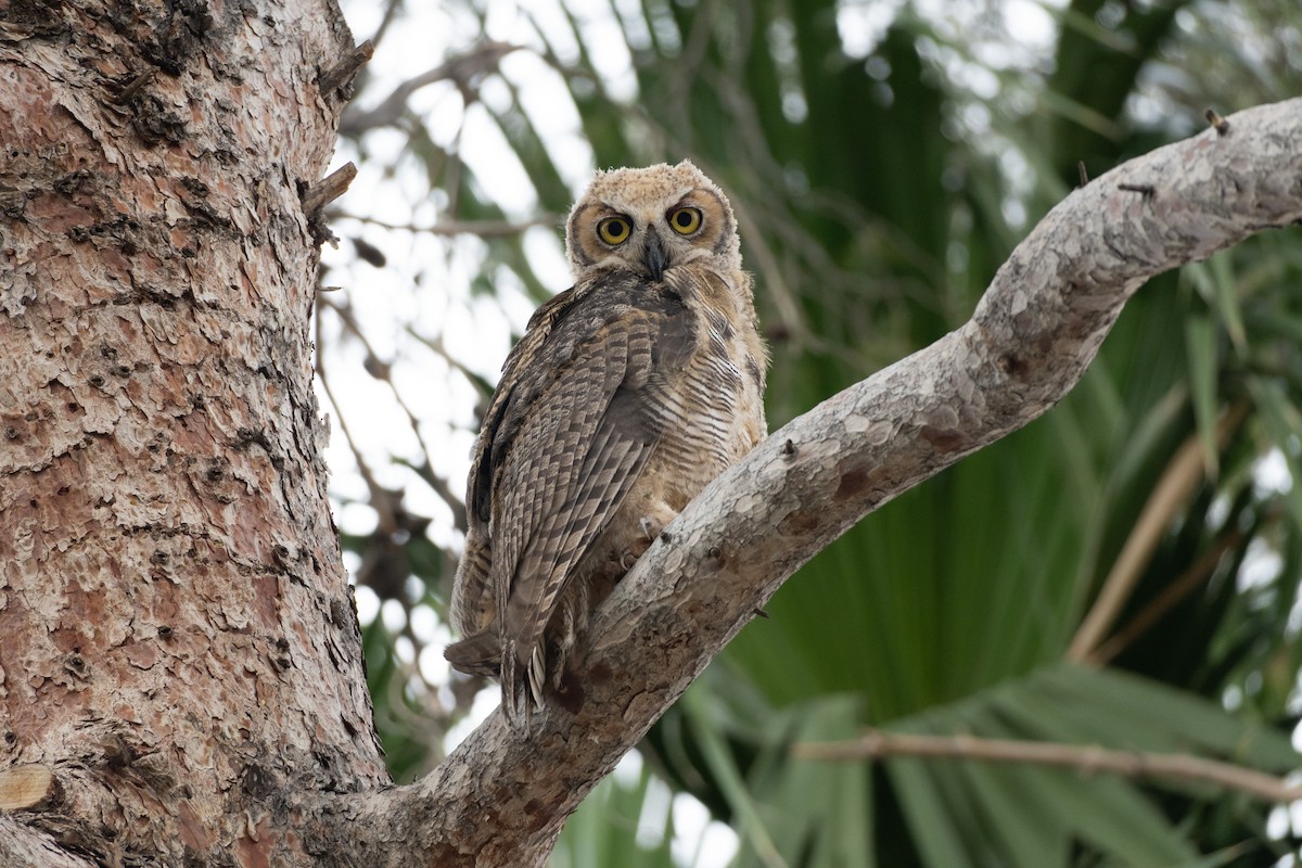 Great Horned Owl - ML620771221