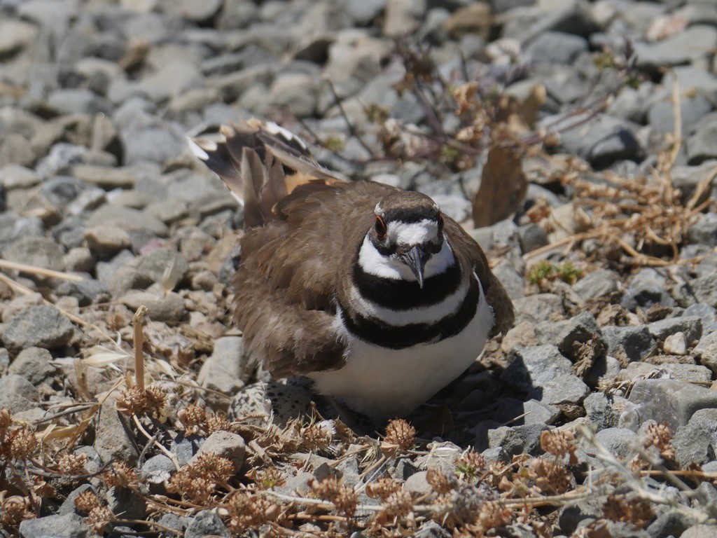 Killdeer - ML620771222