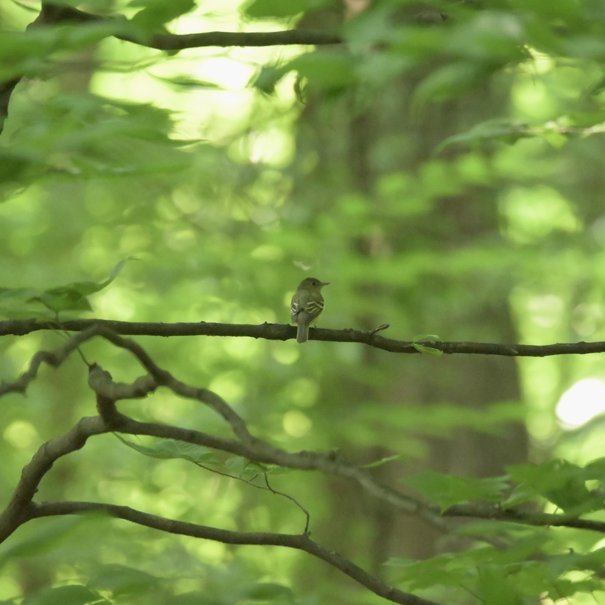 Acadian Flycatcher - ML620771223