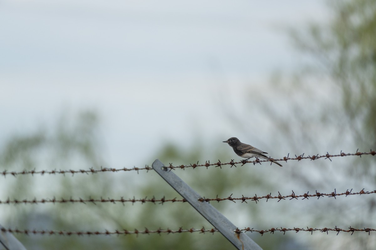 Black Phoebe - ML620771230