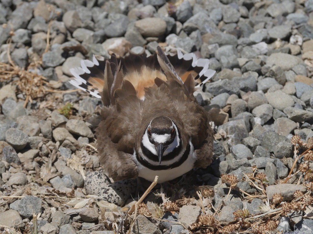 Killdeer - ML620771239