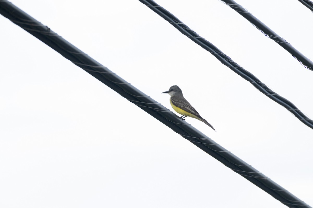 Tropical Kingbird - ML620771244