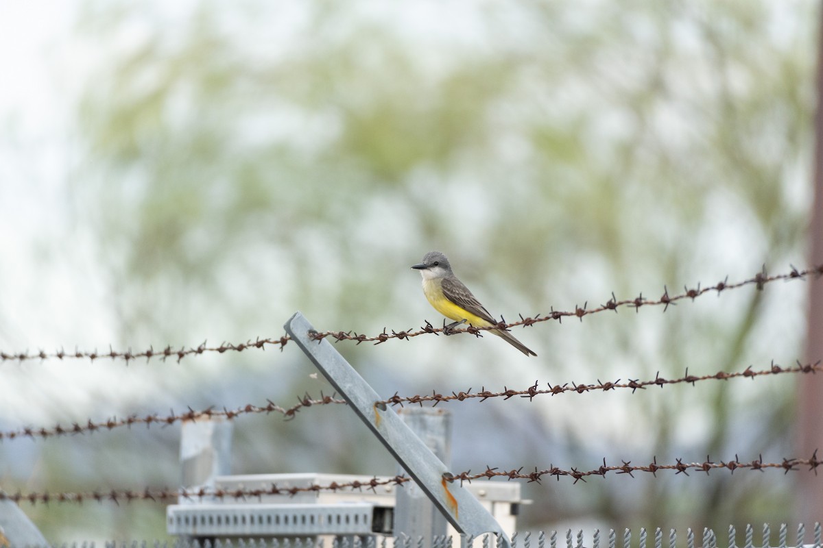 Tropical Kingbird - ML620771245