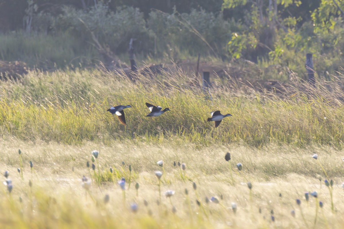 Green Pygmy-Goose - ML620771257