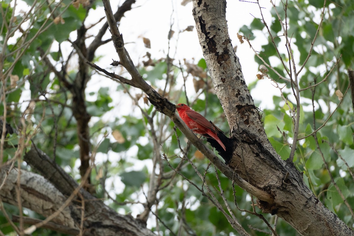 Piranga Roja - ML620771263