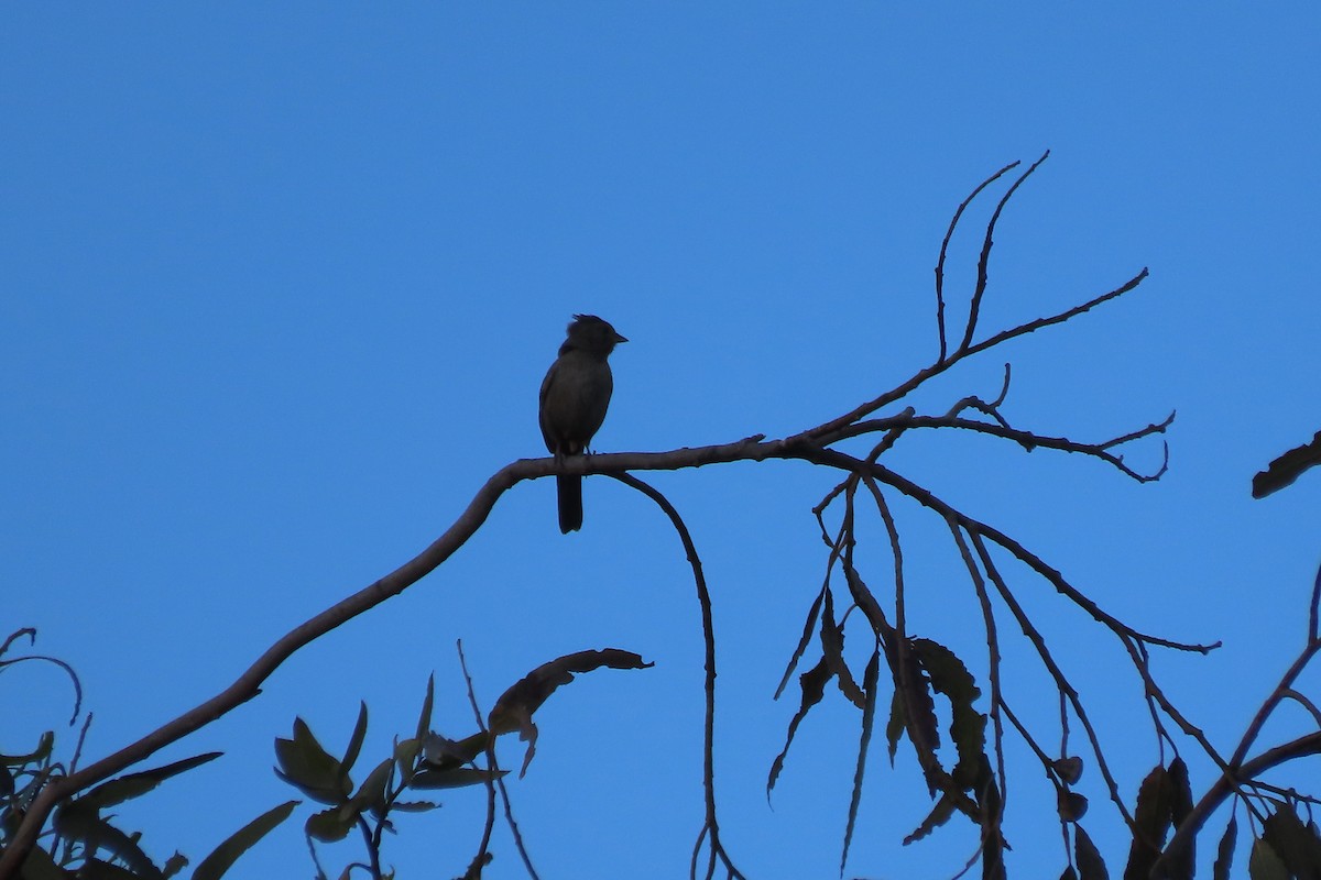 California Towhee - ML620771265