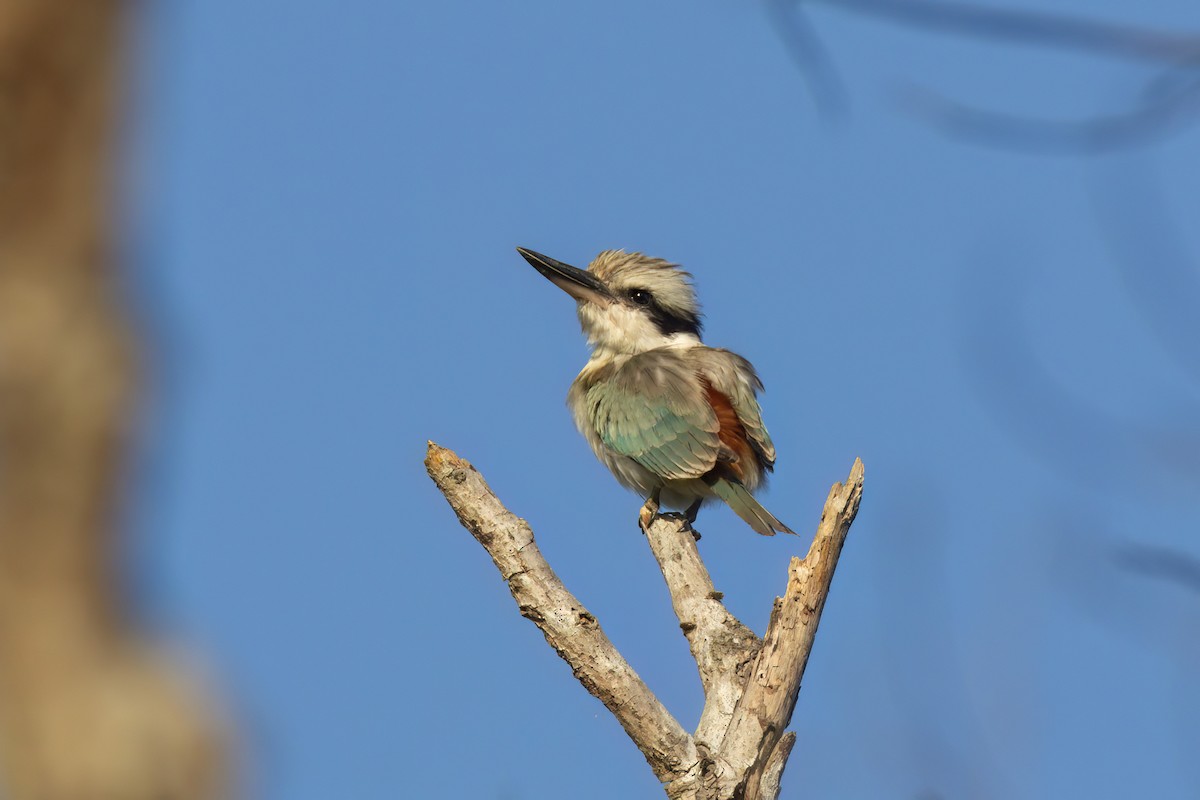 Red-backed Kingfisher - ML620771266