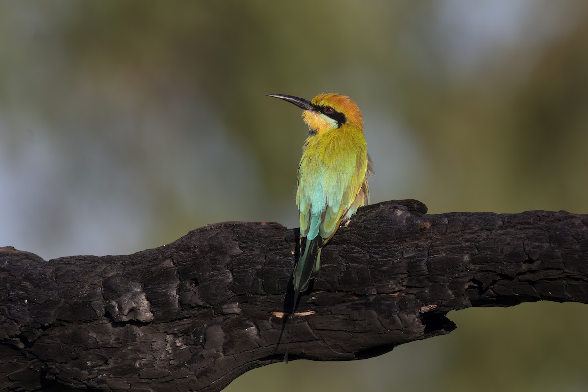 Rainbow Bee-eater - ML620771270