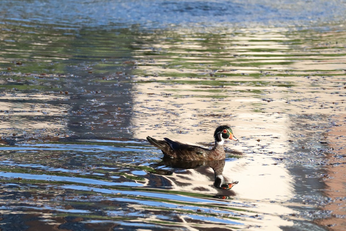 Wood Duck - ML620771277