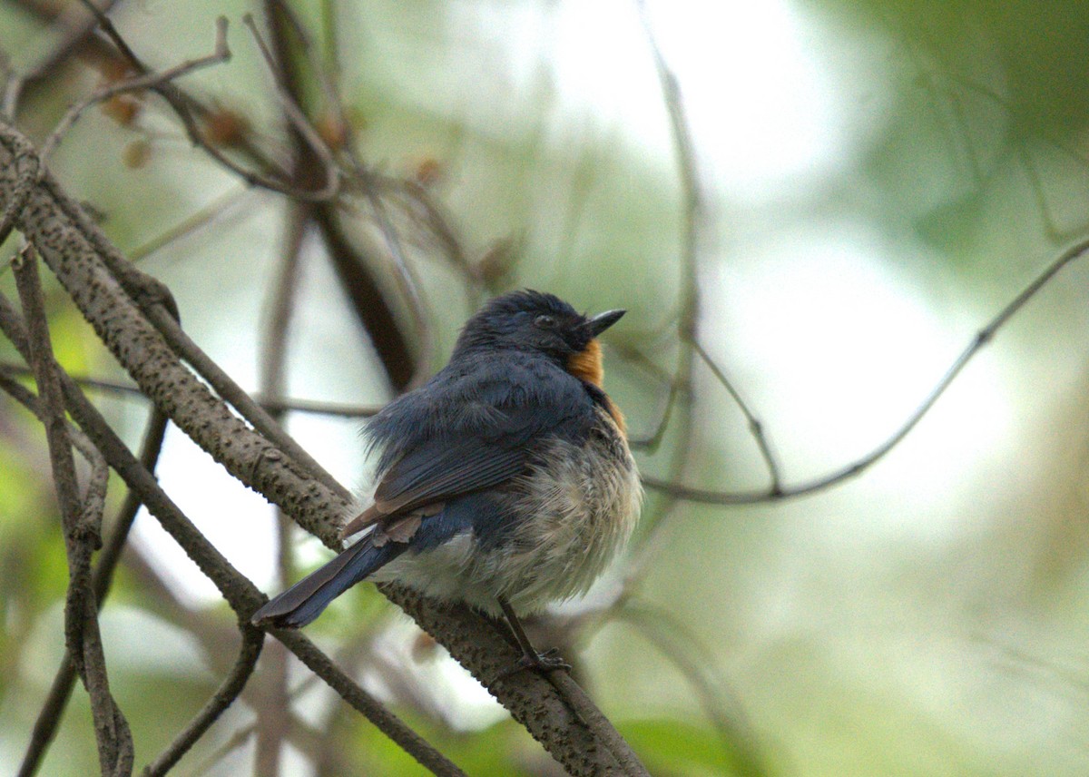 Tickell's Blue Flycatcher - ML620771287