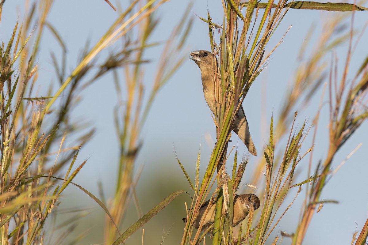 Chestnut-breasted Munia - ML620771288