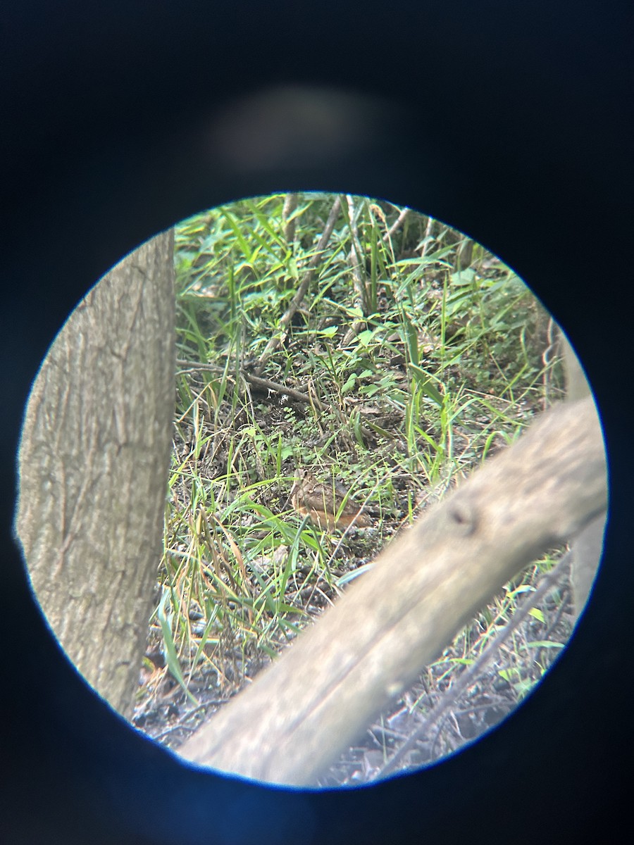 American Woodcock - ML620771291