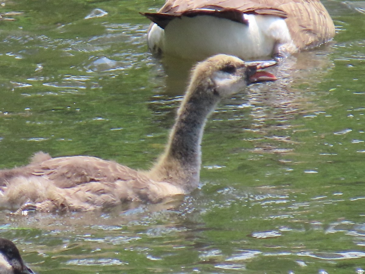 Canada Goose - ML620771292