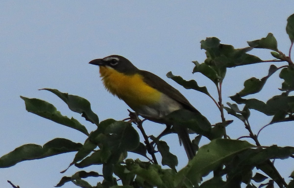 Yellow-breasted Chat - ML620771295