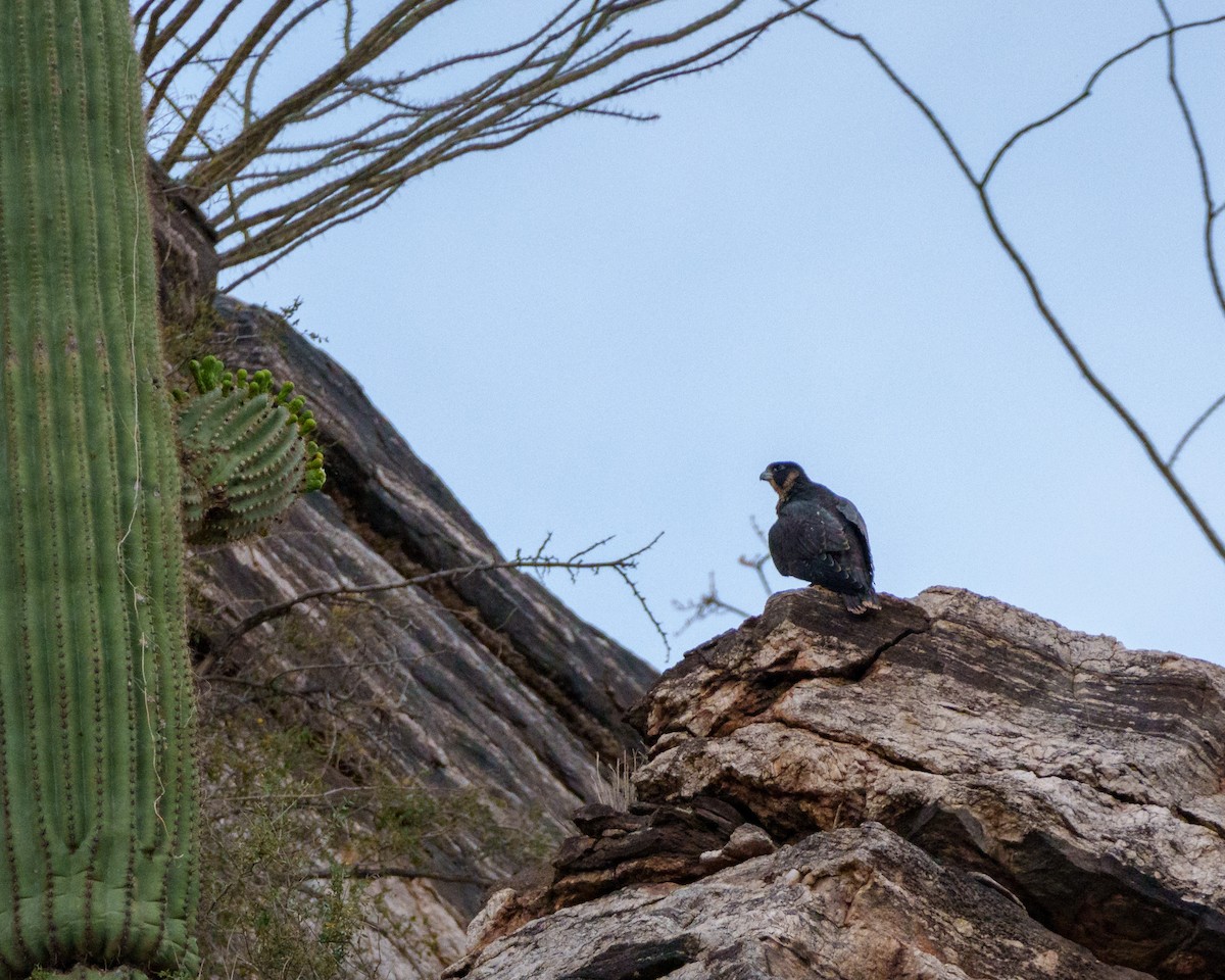 Peregrine Falcon - ML620771296