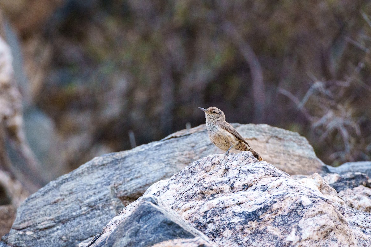 Rock Wren - ML620771297