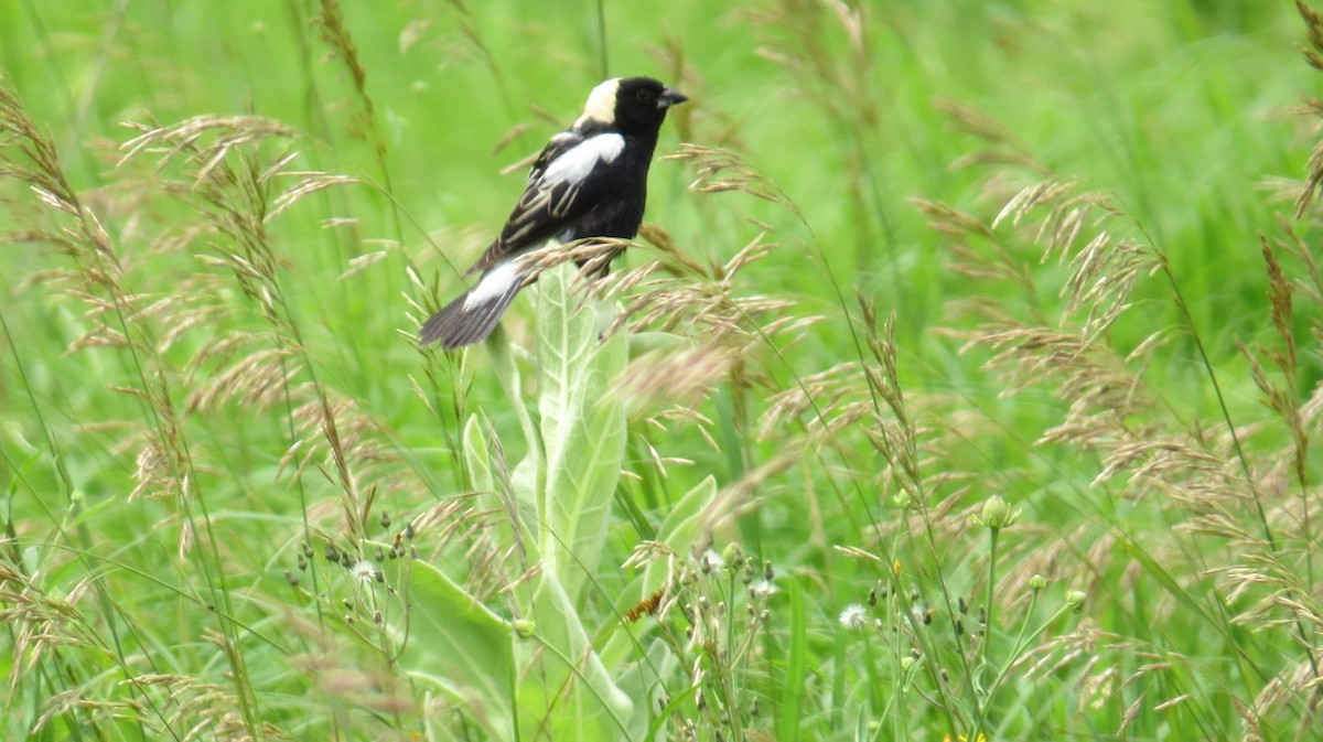 bobolink americký - ML620771308