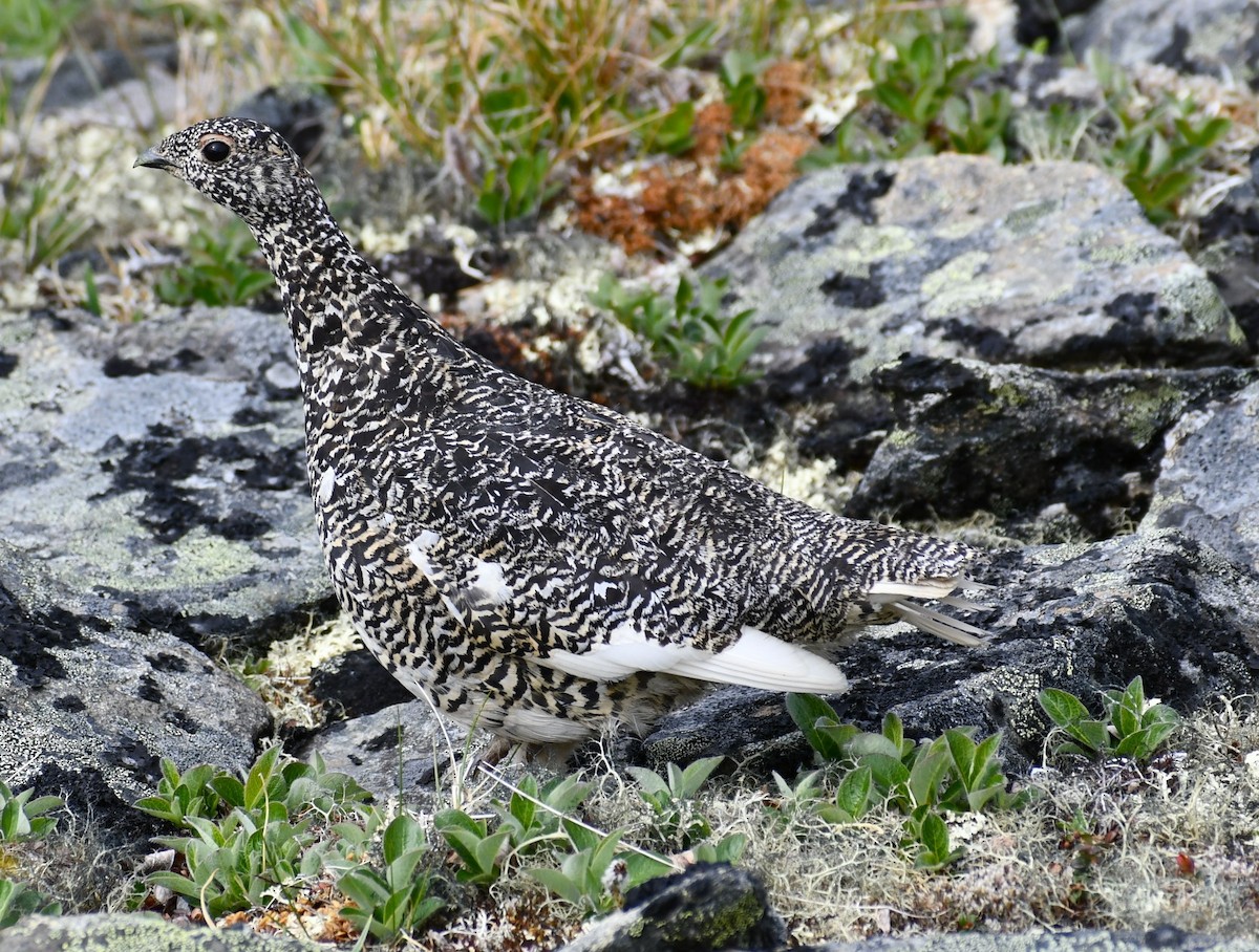 オジロライチョウ - ML620771311