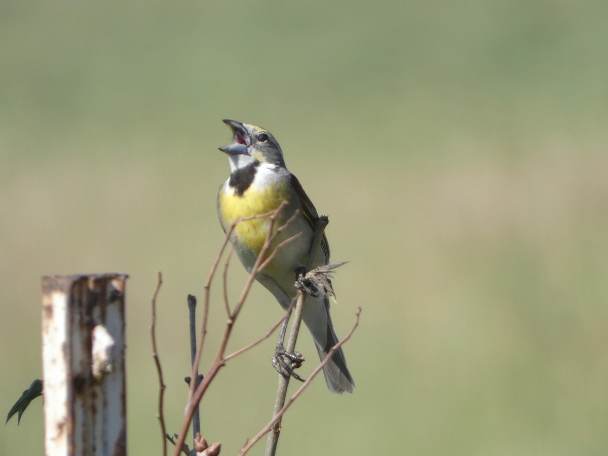 Dickcissel - ML620771320