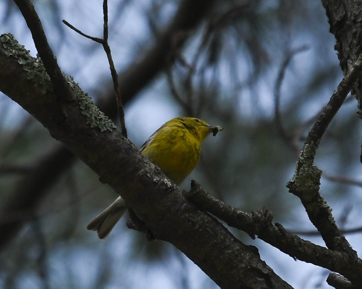 Pine Warbler - ML620771322