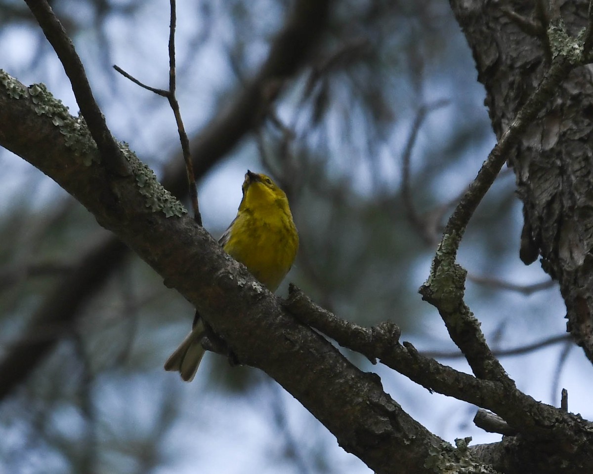 Pine Warbler - Joanne Dial