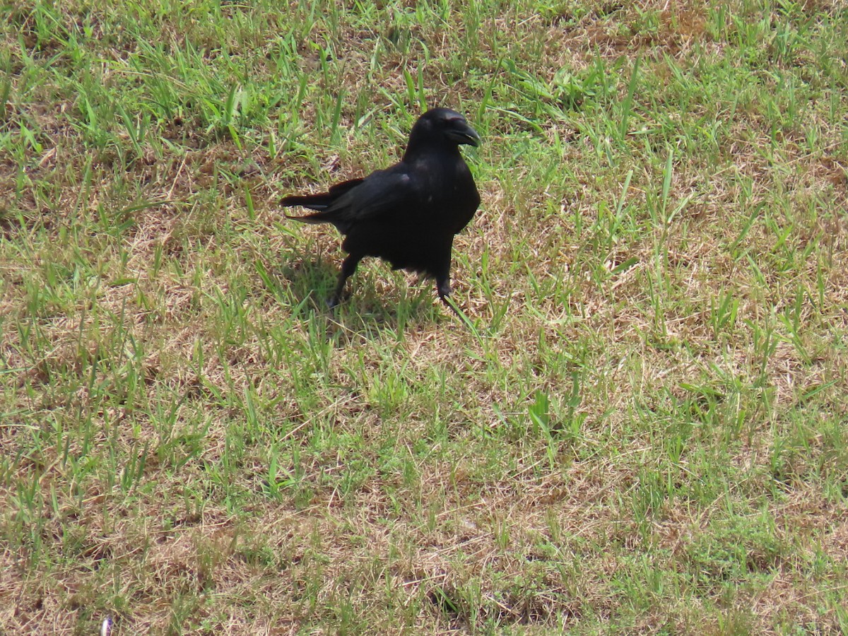 American Crow - ML620771324