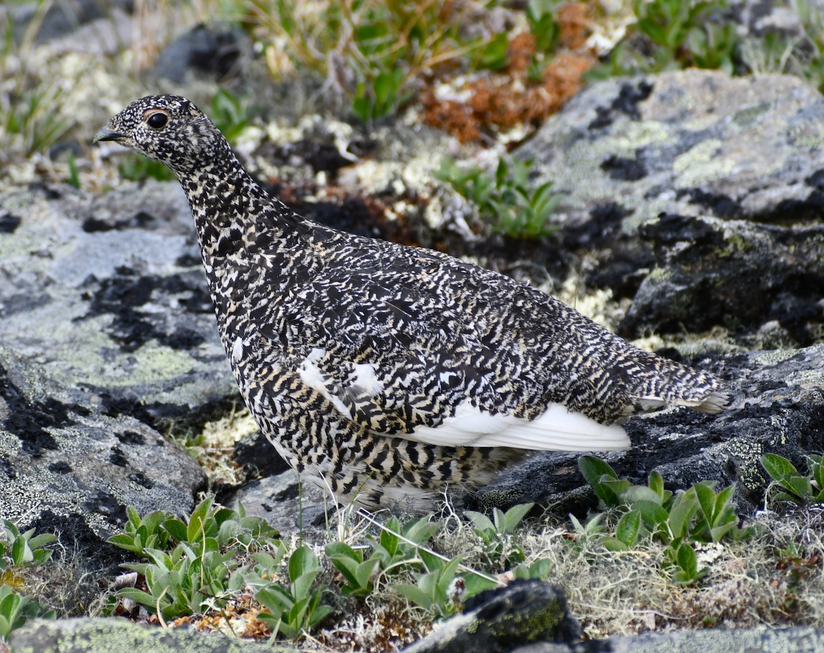 White-tailed Ptarmigan - ML620771325