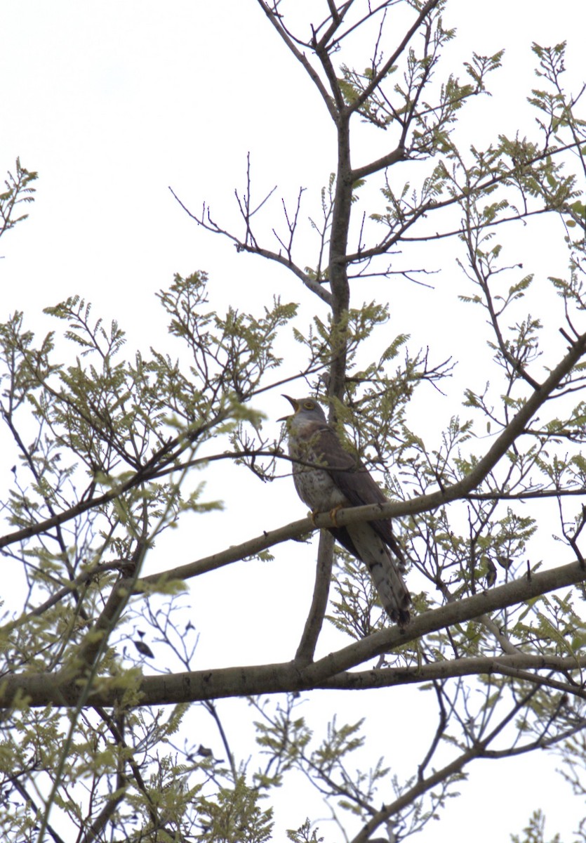 Common Hawk-Cuckoo - ML620771327