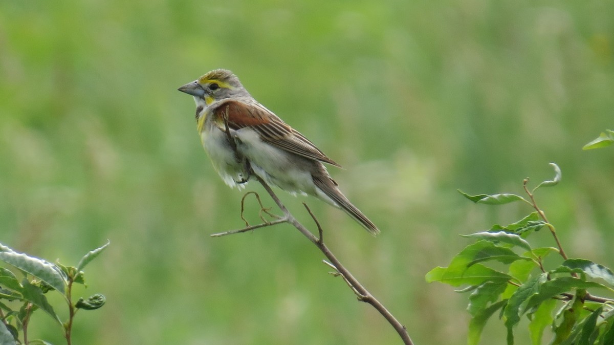 Dickcissel - ML620771331