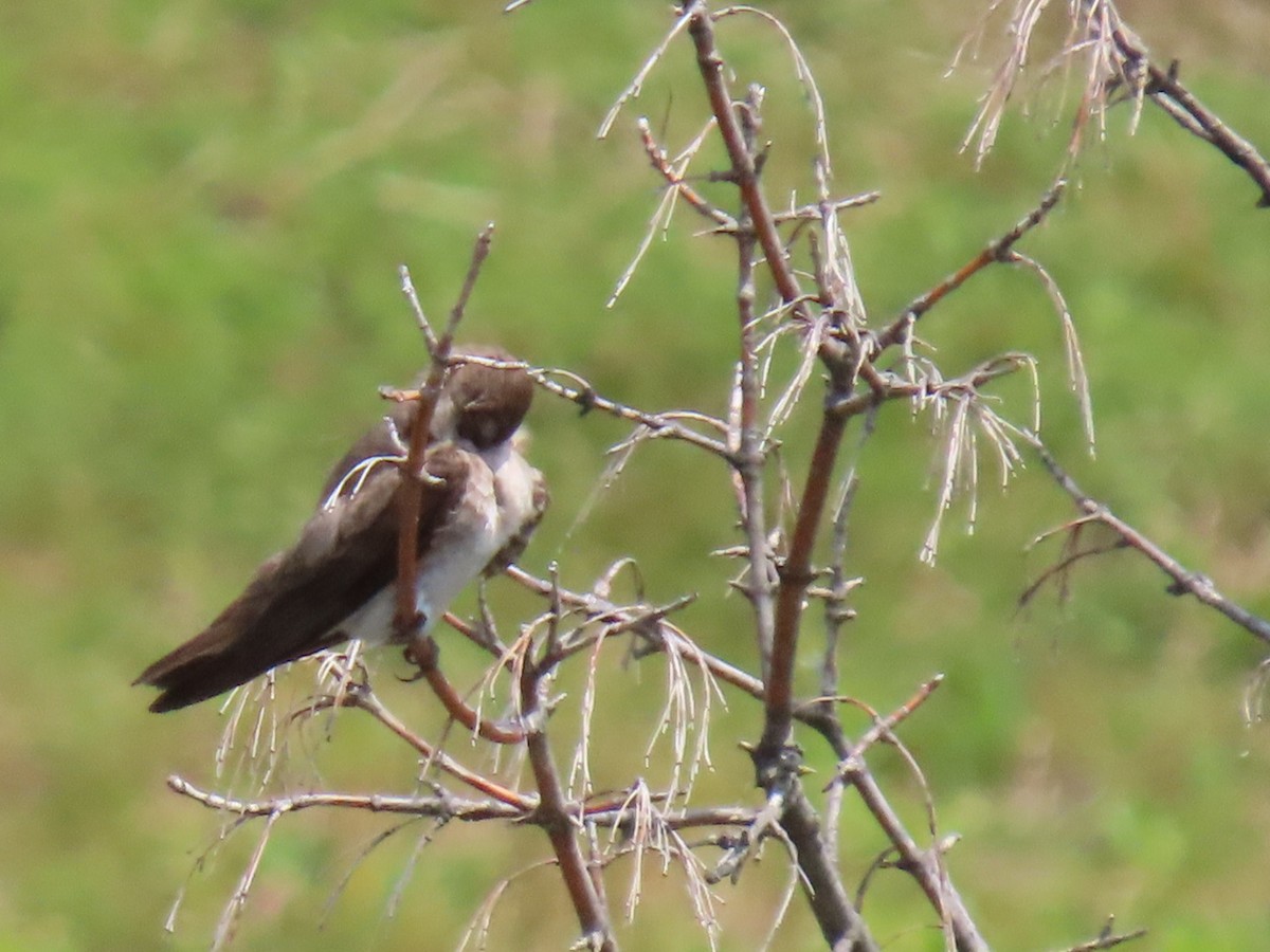 Northern Rough-winged Swallow - ML620771334