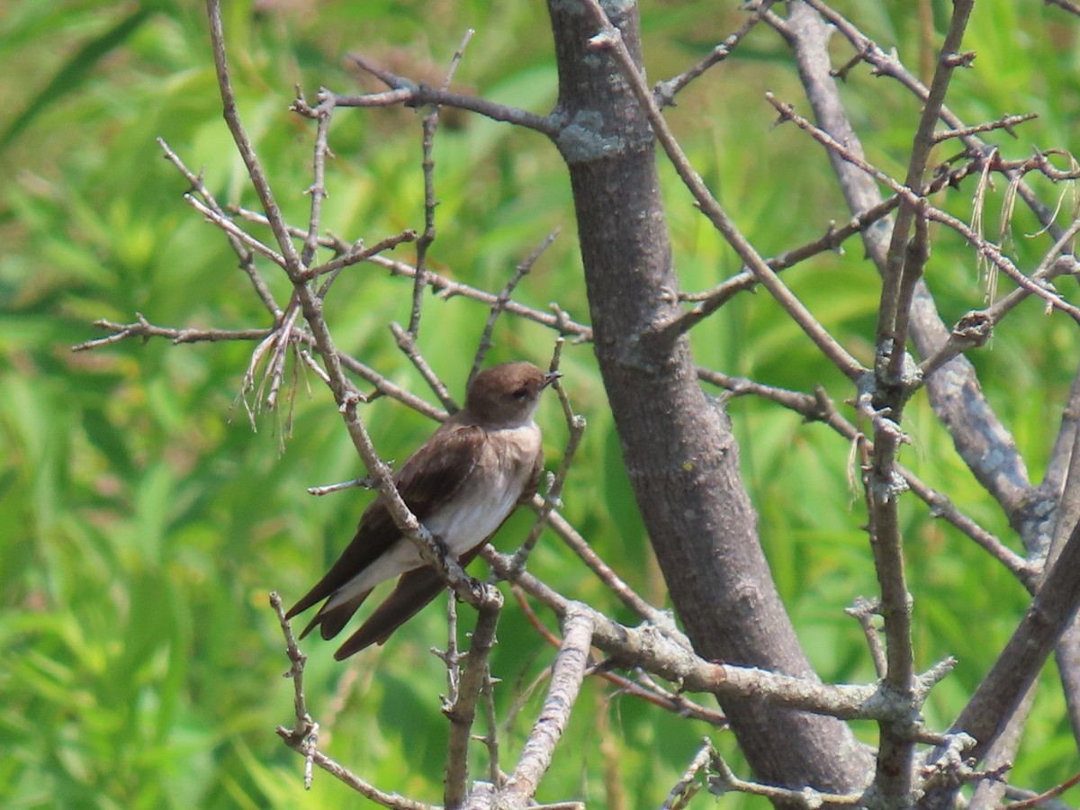 Northern Rough-winged Swallow - ML620771338