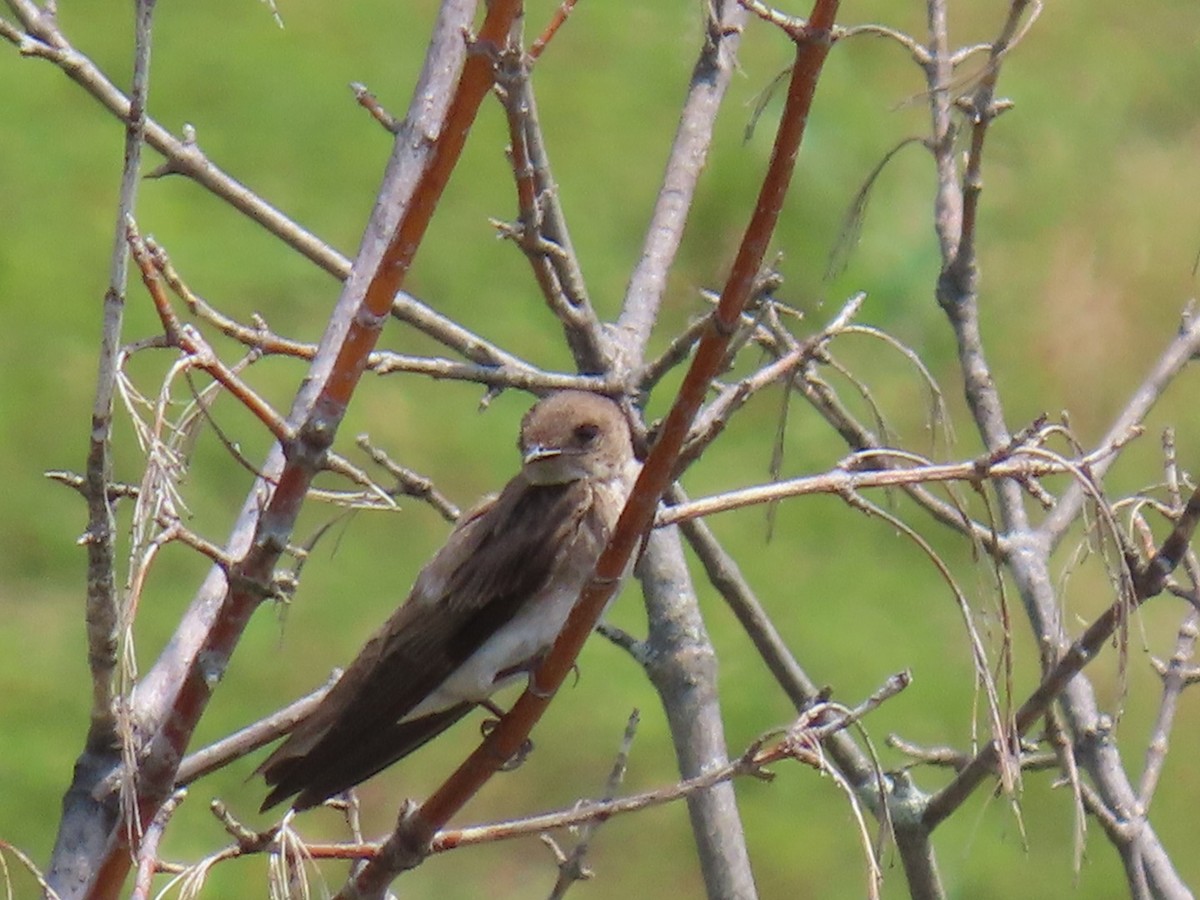 Northern Rough-winged Swallow - ML620771339